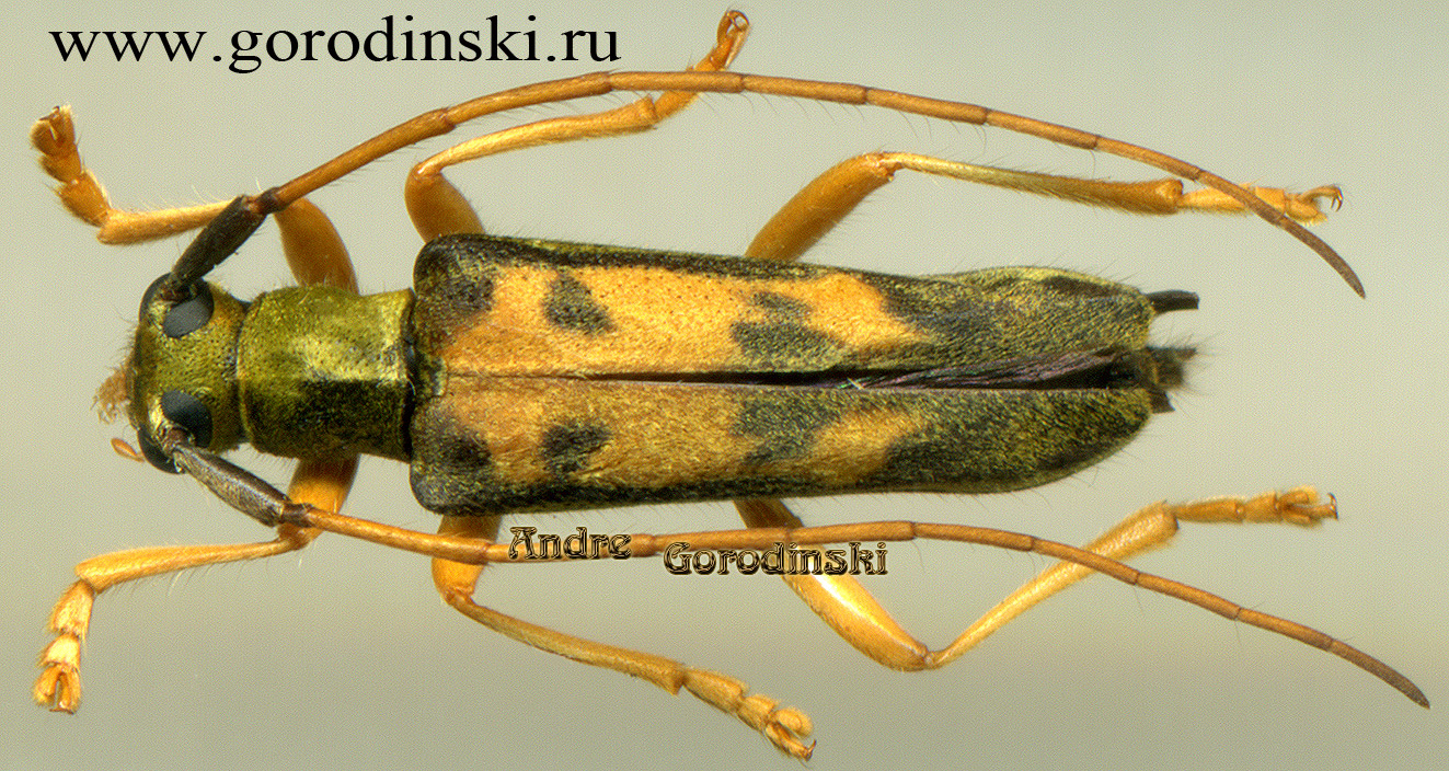 http://www.gorodinski.ru/cerambyx/Cerambycidae sp.2.jpg